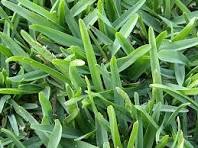 Whittet Kikuyu Turf